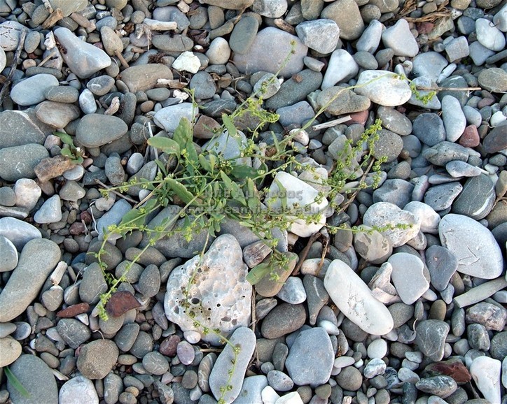 Atriplex sp