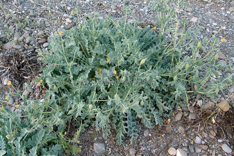 Glaucium flavum