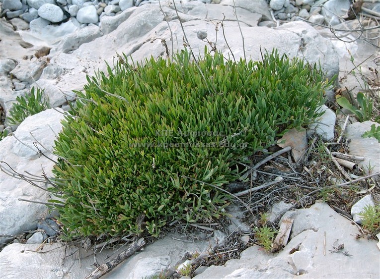 Crithmum maritimum