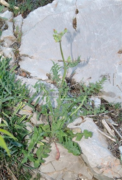 Sonchus oleraceus