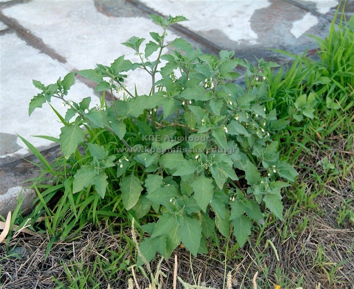 Solanum nigrum