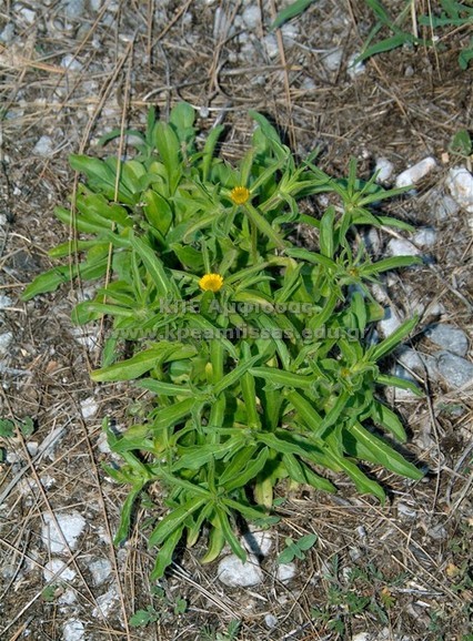 Asteriscas aquaticas