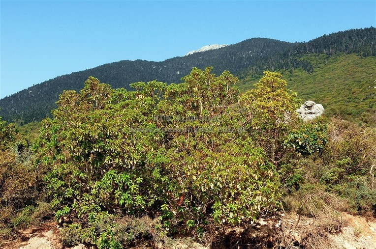 Arbutus andrachne