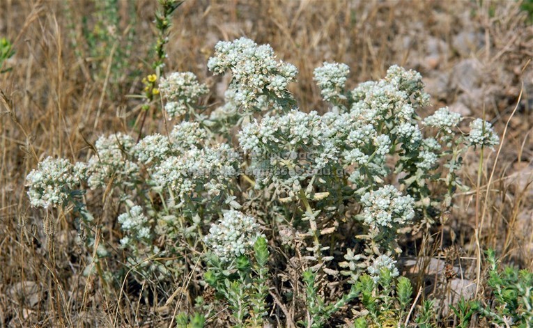 Teucrium polium