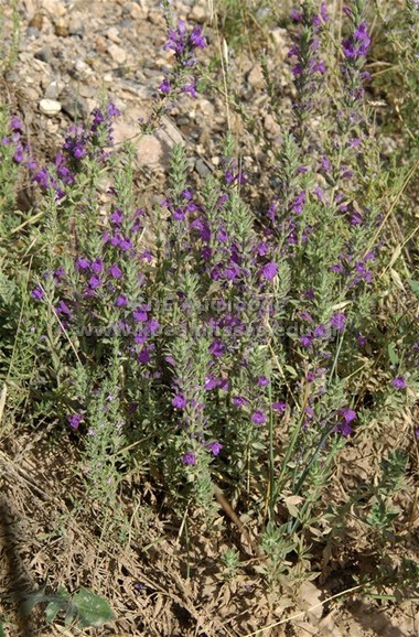 Calamintha suaveolens