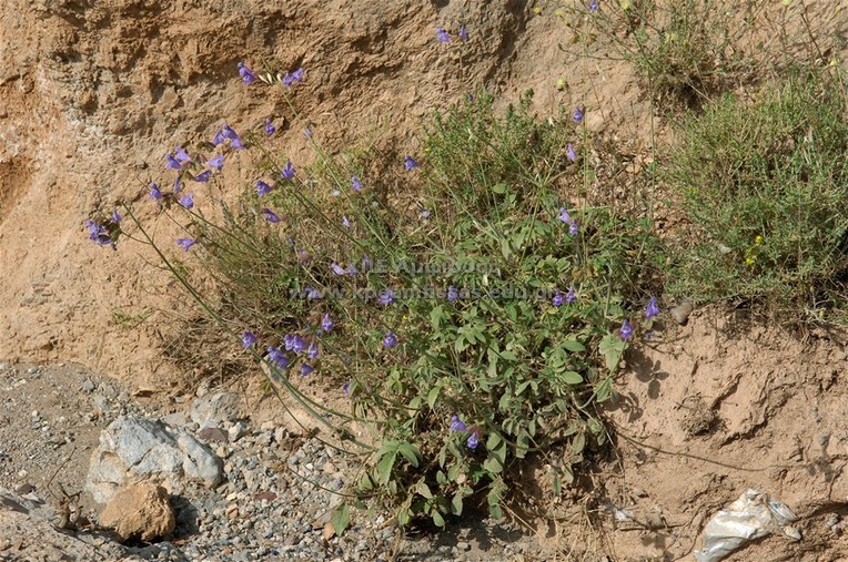 Salvia rigens