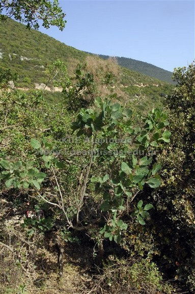 Cotinus coggygria