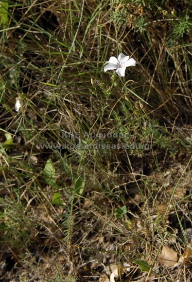 Linum sp