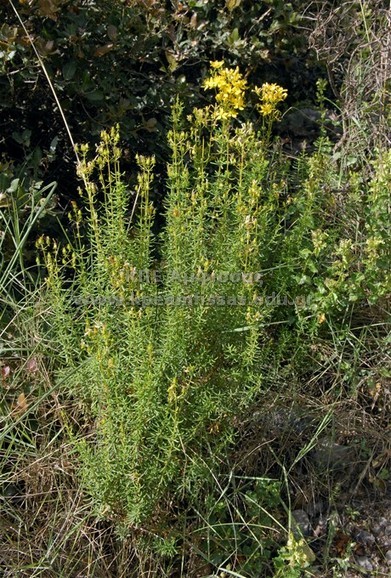 Hypericum sp