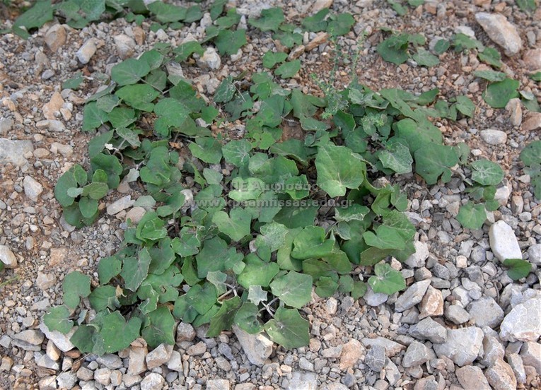 Tussilago farfara