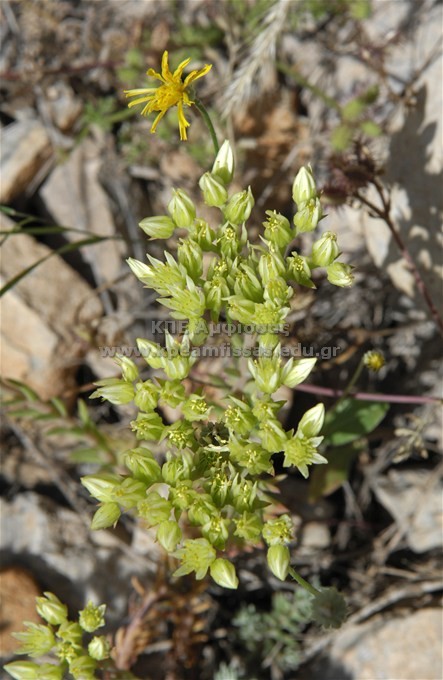 Sedum sp