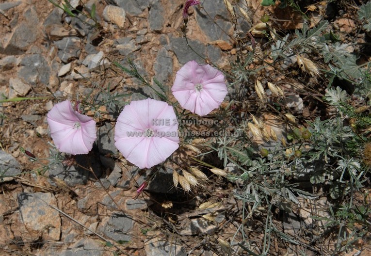 Convolvulus althaeoides