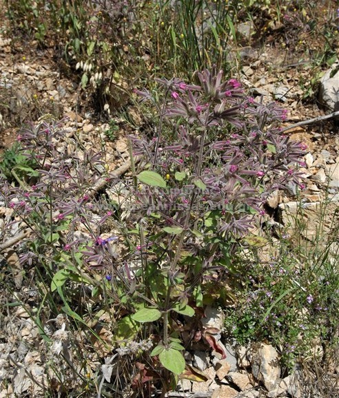 Saponaria glutinosa