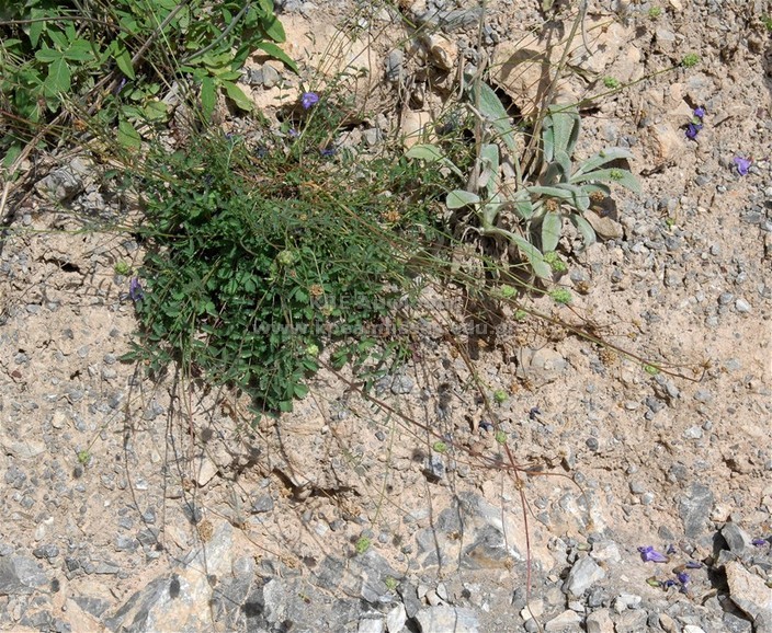 Sanguisorba minor