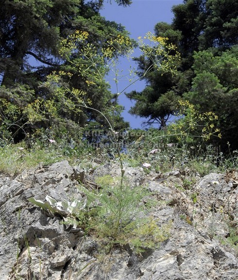 Torilis nodosa