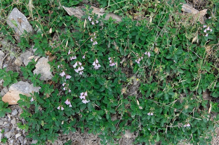 Teucrium sp