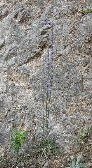 Asyneuma limonifolium