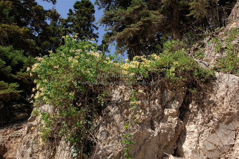 Lonicera sp