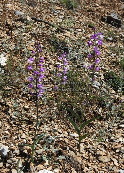 Cephalanthera rubra