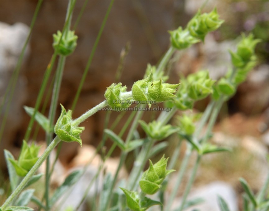 Sinderitis roeseri