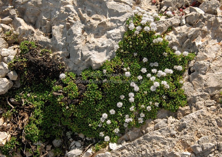 Globularia cordifolia