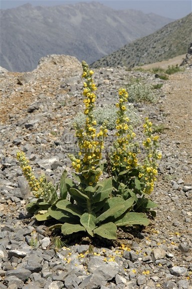 Verbaseum sp