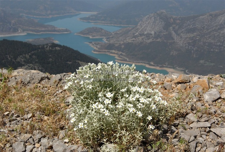 Cerastium candidissimum