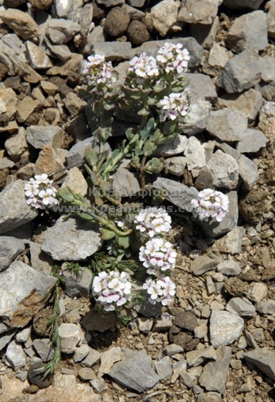 Alyssum saxatile