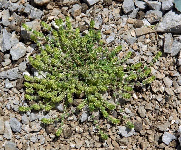 Galium sp