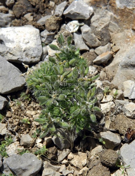 Draba sp