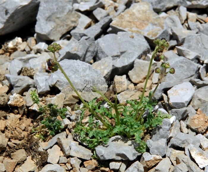 Scrophularia sp