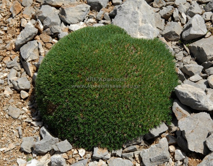 Acuntholimon echinus