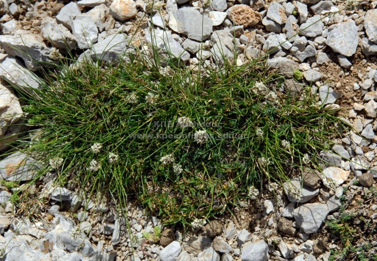 Plantago sp