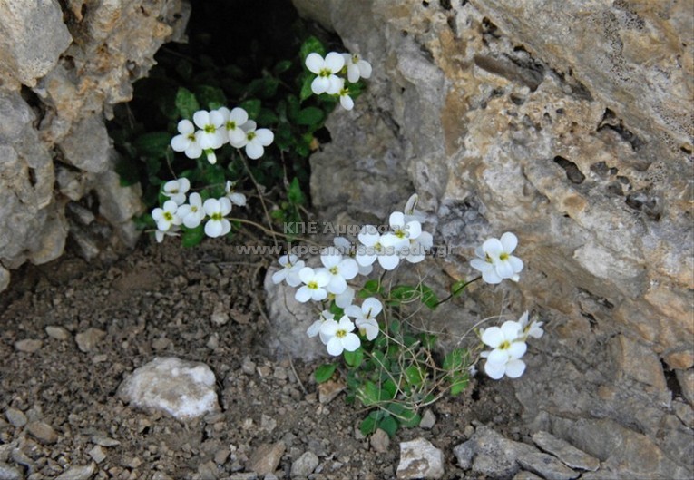 Gardamine sp