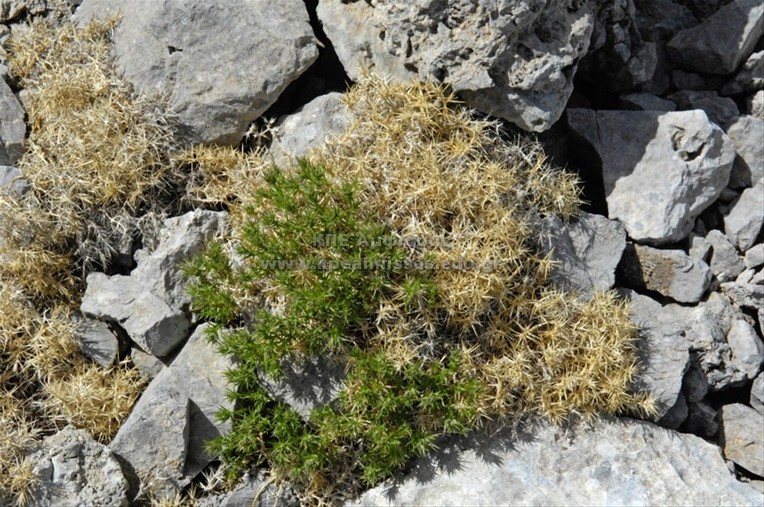 Drypis spinosa