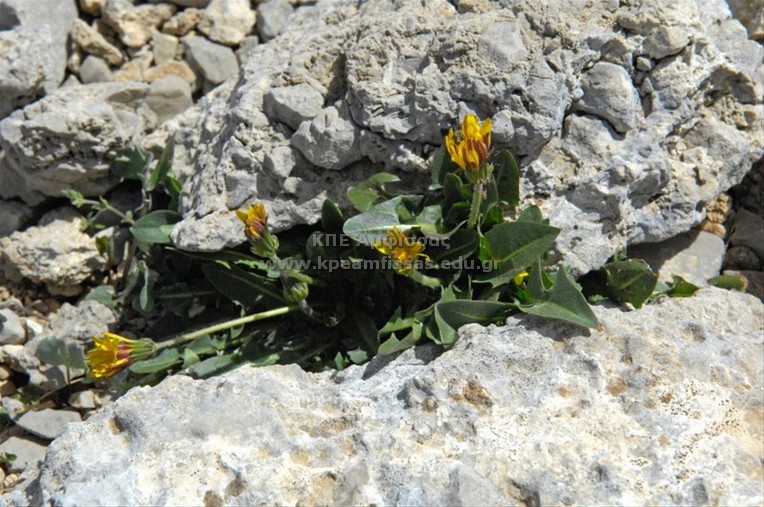 Taraxacum sp
