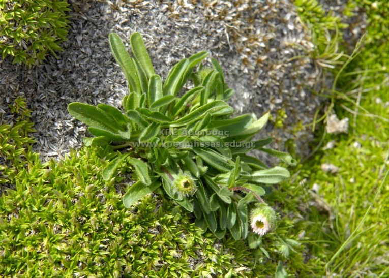 Erigeron sp