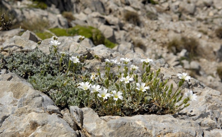 Cerastium sp