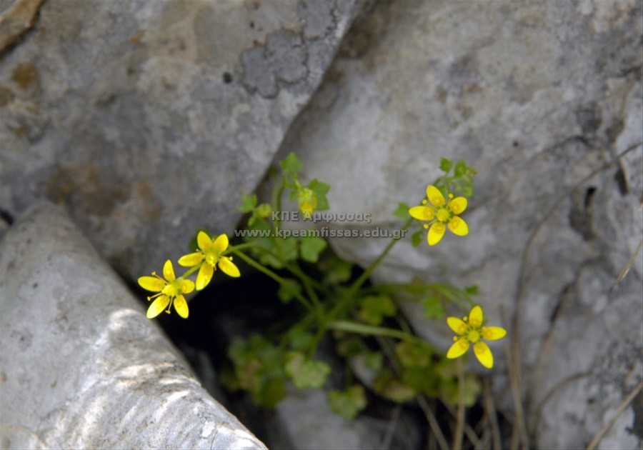 Saxifraga sibthorpii