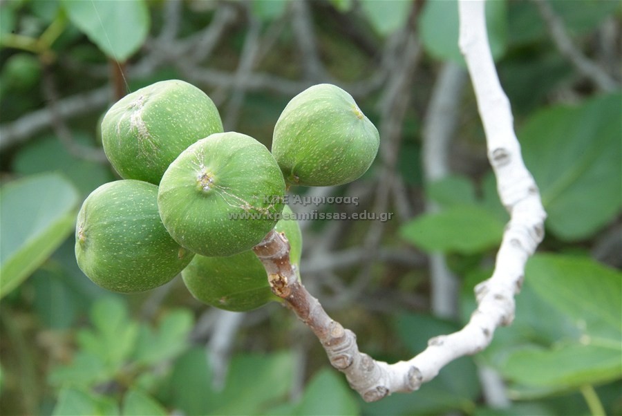 Ficus carica