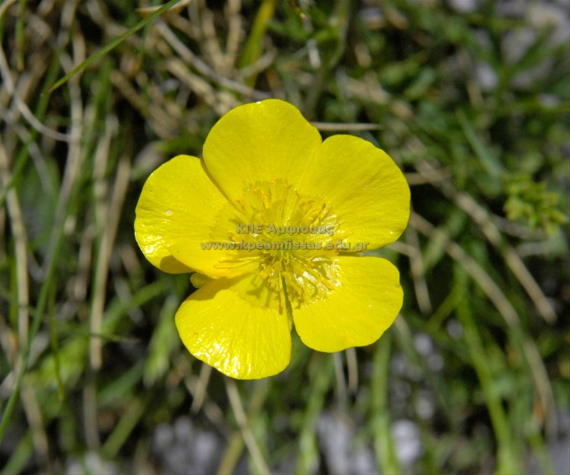 Ranunculus sp