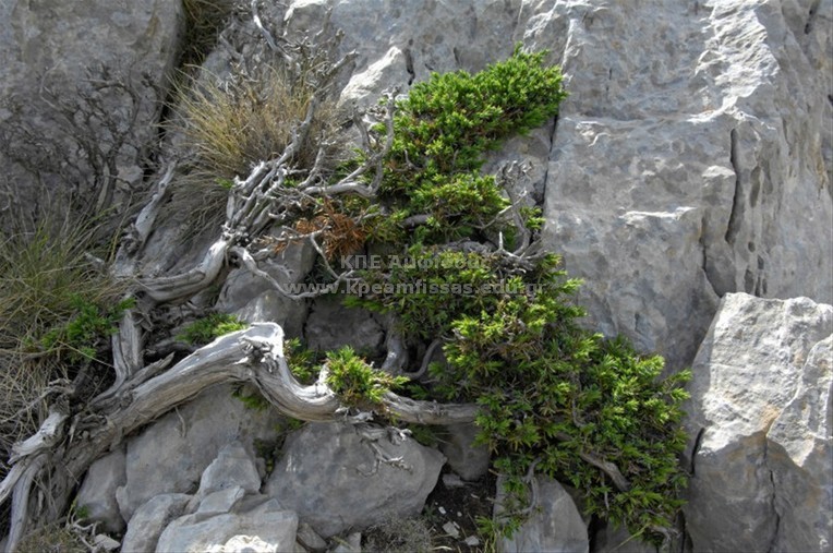 Juniperus nana