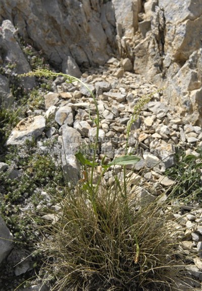 Rumex sp
