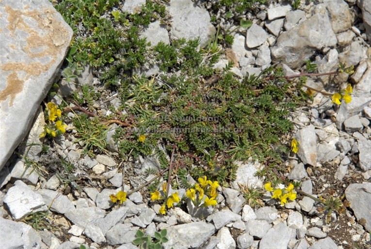 Lotus corniculatus