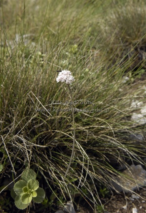 Valeriana sp