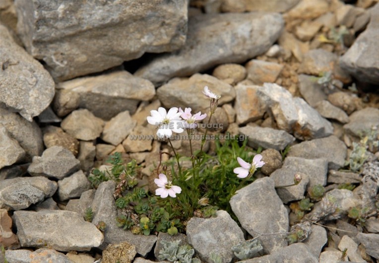 Gypsophila nana