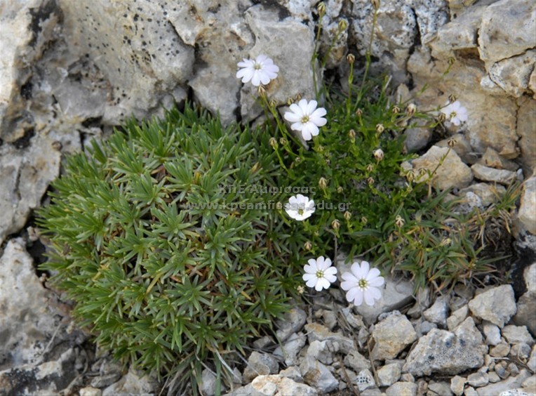 Silene sp