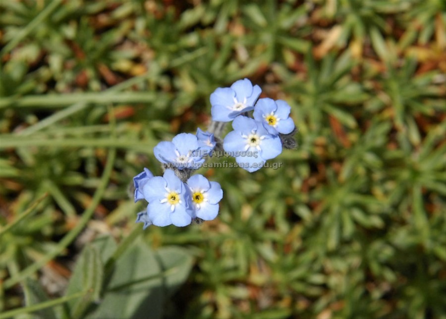 Myosotis sp