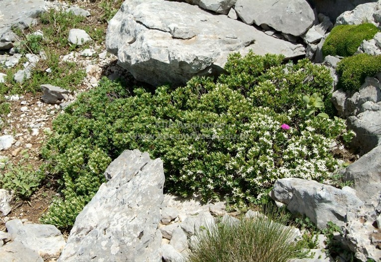 Daphne oleoides