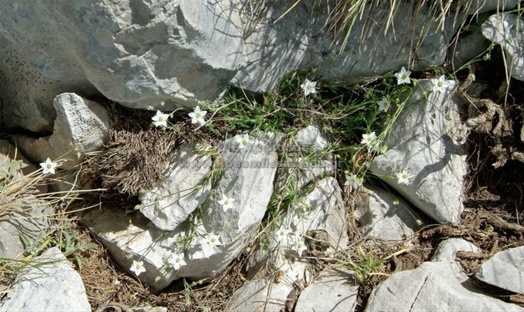 Arenaria sp